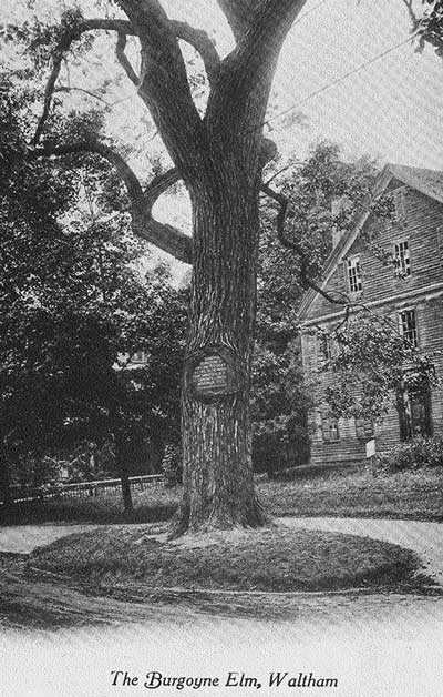 Image of the Elm tree under which General Burgoyne paused for rest on the march to Boston as prisoner from his loss at Saratoga.